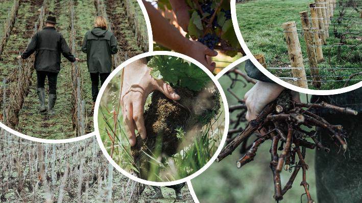 A collage of images of people working in a vineyardAI-generated content may be incorrect.